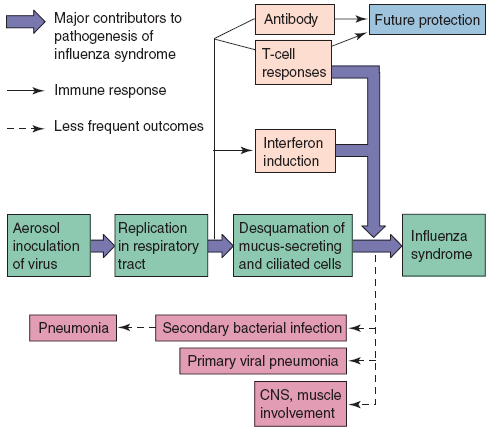 Orthomyxoviruses